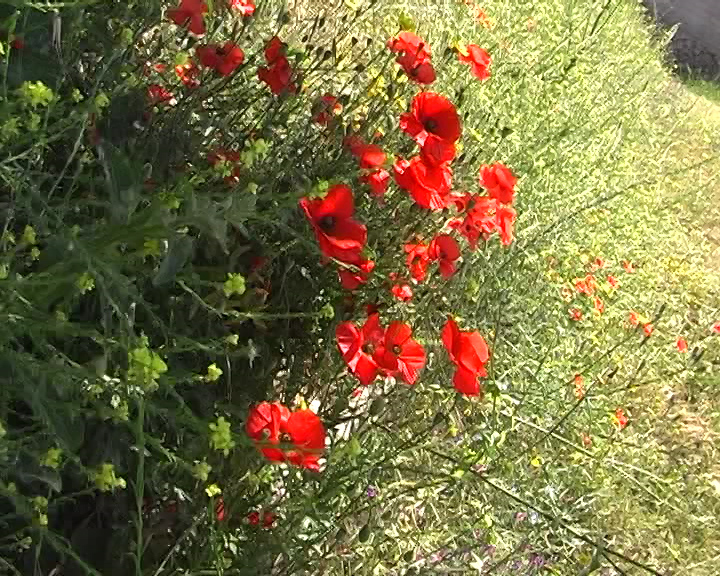 Die Blumen von Syrakus